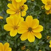 Bidens 'Bellamy White'