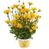 Bidens 'Bellamy White'