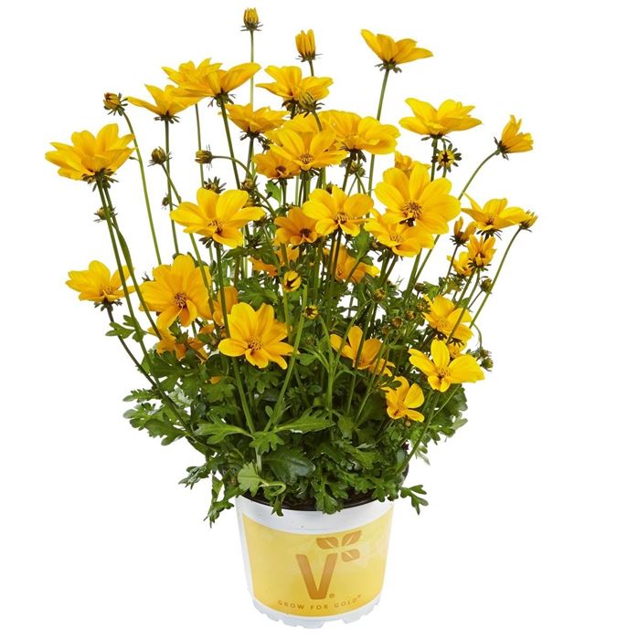 Bidens 'Bellamy White'