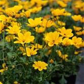 Bidens 'Bellamy White'