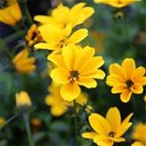 Bidens 'Bellamy White'