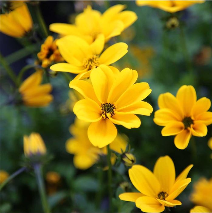 Bidens 'Bellamy White'