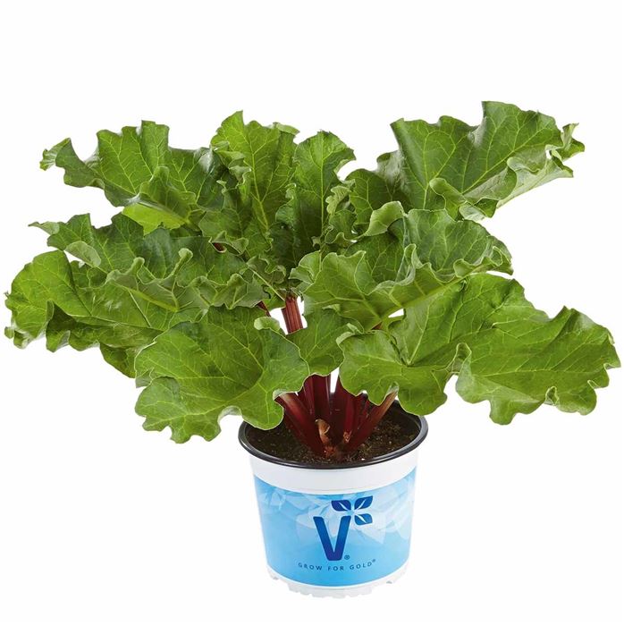 Rhabarber 'Sanvitos® Summer'