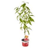 Gelber Balkon-Pfirsich 'Fruit Me® Peach Me Yellow'