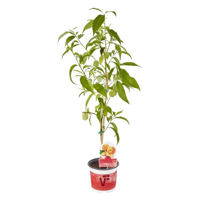 Gelber Balkon-Pfirsich 'Fruit Me® Peach Me Yellow'