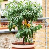 Gelber Balkon-Pfirsich 'Fruit Me® Peach Me Yellow'