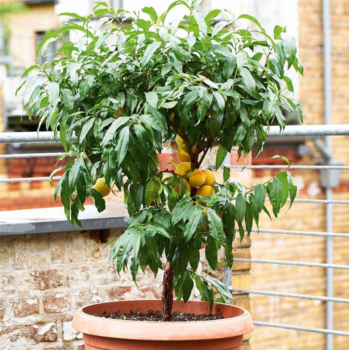 Gelber Balkon-Pfirsich 'Fruit Me® Peach Me Yellow'