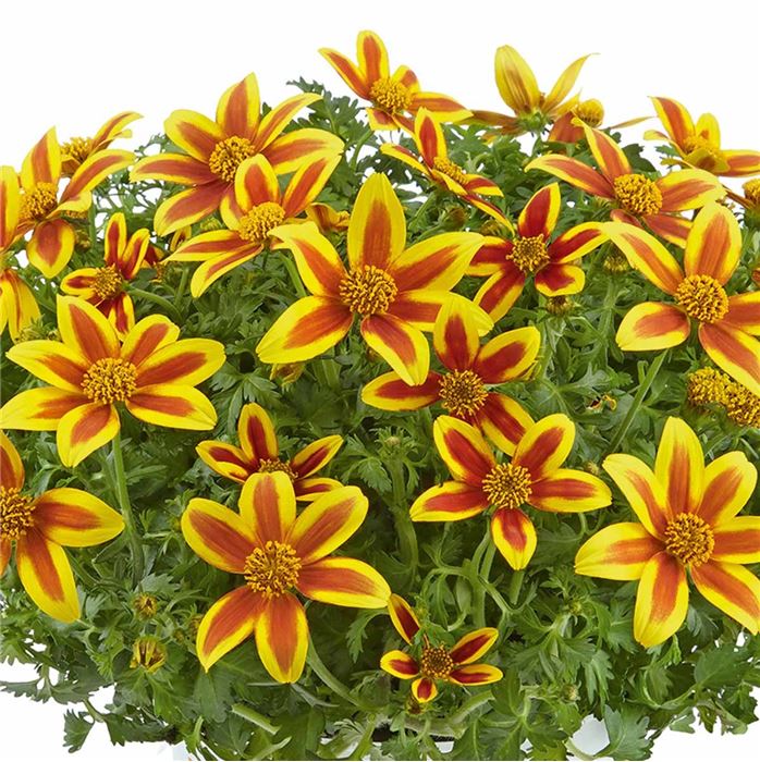 Bidens 'Hawaiian Flare® Yellow Red Star'