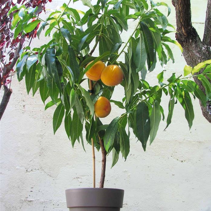 Gelber Balkon-Pfirsich 'Fruit Me® Peach Me Yellow'