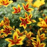 Bidens 'Hawaiian Flare® Yellow Red Star'