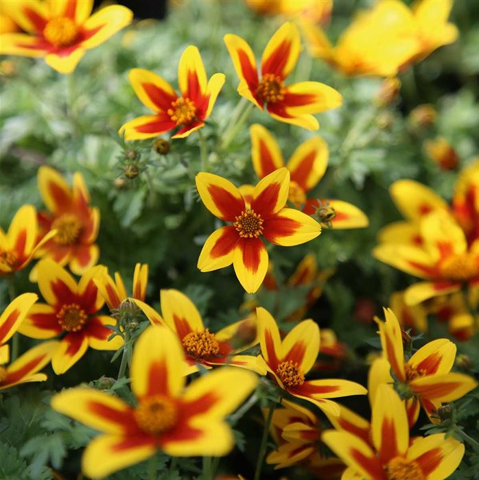 Bidens 'Hawaiian Flare® Yellow Red Star'