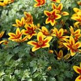 Bidens 'Hawaiian Flare® Yellow Red Star'
