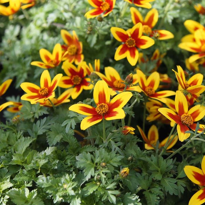Bidens 'Hawaiian Flare® Yellow Red Star'
