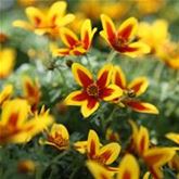 Bidens 'Hawaiian Flare® Yellow Red Star'