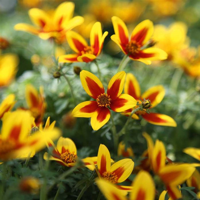 Bidens 'Hawaiian Flare® Yellow Red Star'