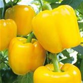 Gelber Blockpaprika 'Beluga® Yellow' F1