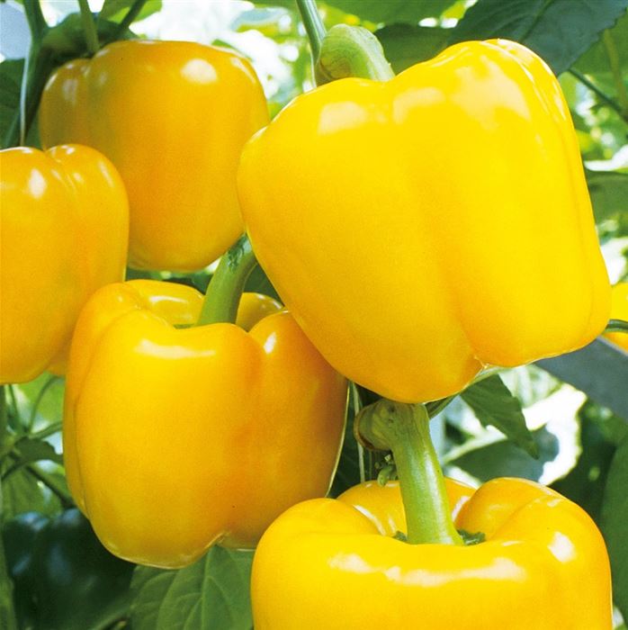 Gelber Blockpaprika 'Beluga® Yellow' F1