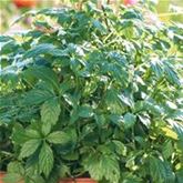 Kraut des Lebens 'Jiaogulan'