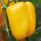 Gelber Blockpaprika 'Beluga® Yellow' F1