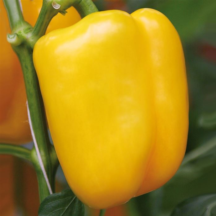 Gelber Blockpaprika 'Beluga® Yellow' F1