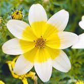 Bidens Taka Tuka® M 'White & Yellow'