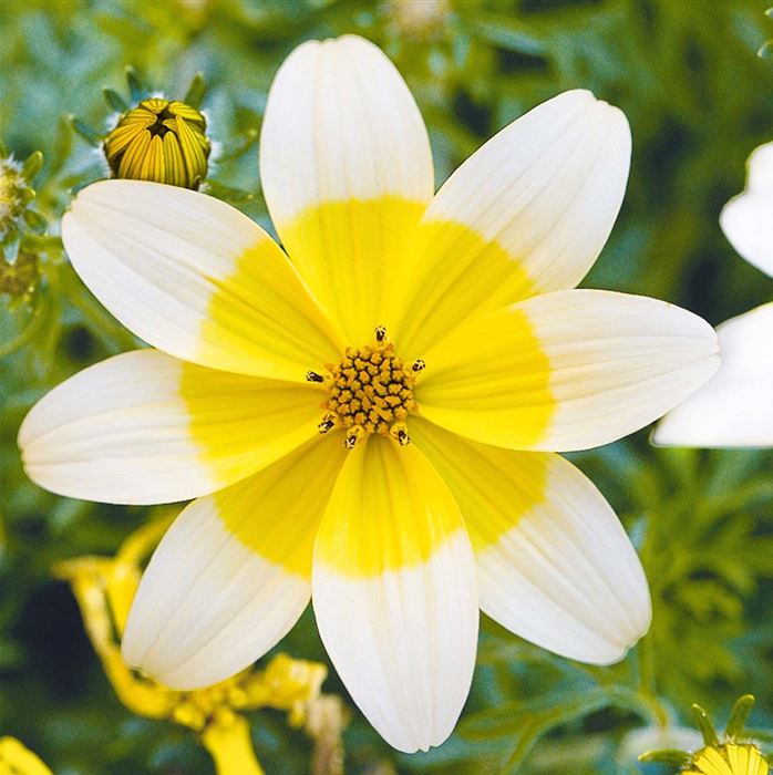 Bidens Taka Tuka® M 'White & Yellow'