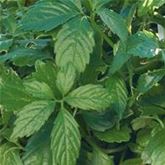 Kraut des Lebens 'Jiaogulan'