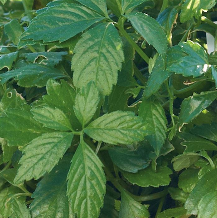 Kraut des Lebens 'Jiaogulan'