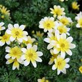 Bidens Taka Tuka® M 'White & Yellow'