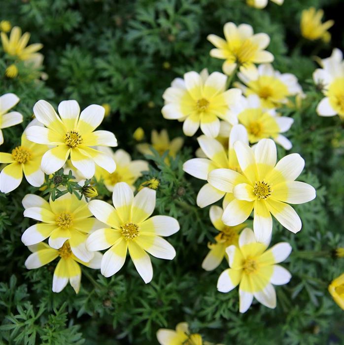 Bidens Taka Tuka® M 'White & Yellow'