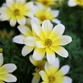 Bidens Taka Tuka® M 'White & Yellow'