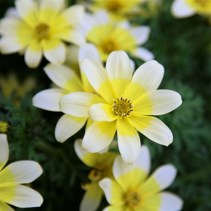 Bidens Taka Tuka® M 'White & Yellow'