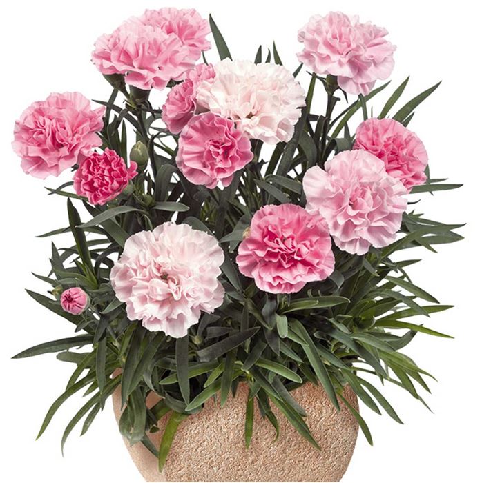 Rokoko-Nelke Sweet Pleasure® L 'Peppermint'