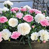 Rokoko-Nelke Sweet Pleasure® L 'Peppermint'