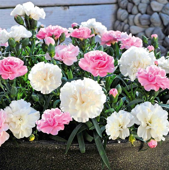 Rokoko-Nelke Sweet Pleasure® L 'Peppermint'