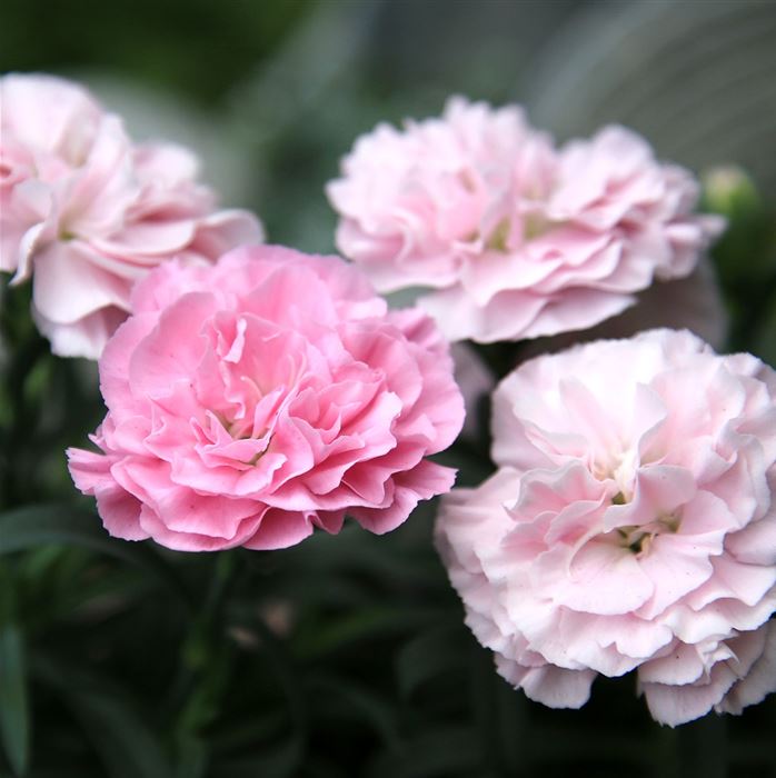 Rokoko-Nelke Sweet Pleasure® L 'Peppermint'