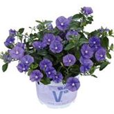 Blaue Mauritius 'Manati® Deep Blue'