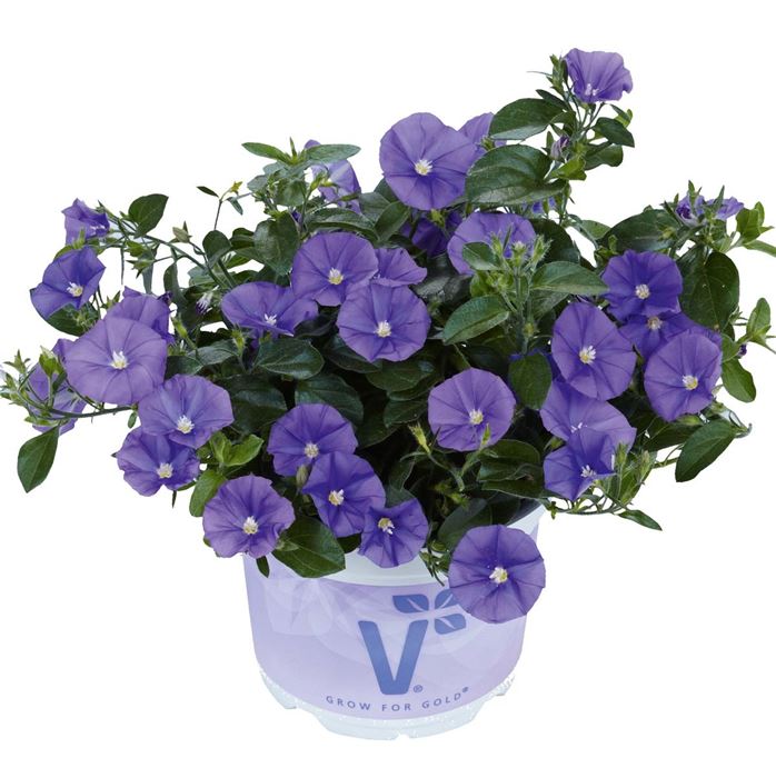 Blaue Mauritius 'Manati® Deep Blue'