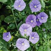 Blaue Mauritius 'Manati® Deep Blue'