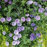 Blaue Mauritius 'Manati® Deep Blue'