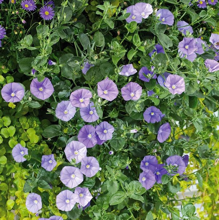Blaue Mauritius 'Manati® Deep Blue'