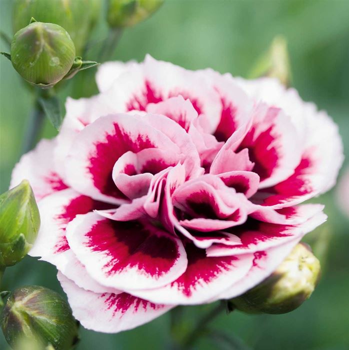 Rokoko-Nelke 'Sweet Pleasure® Purple Picotee'
