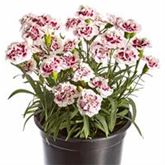 Rokoko-Nelke 'Sweet Pleasure® Purple Picotee'