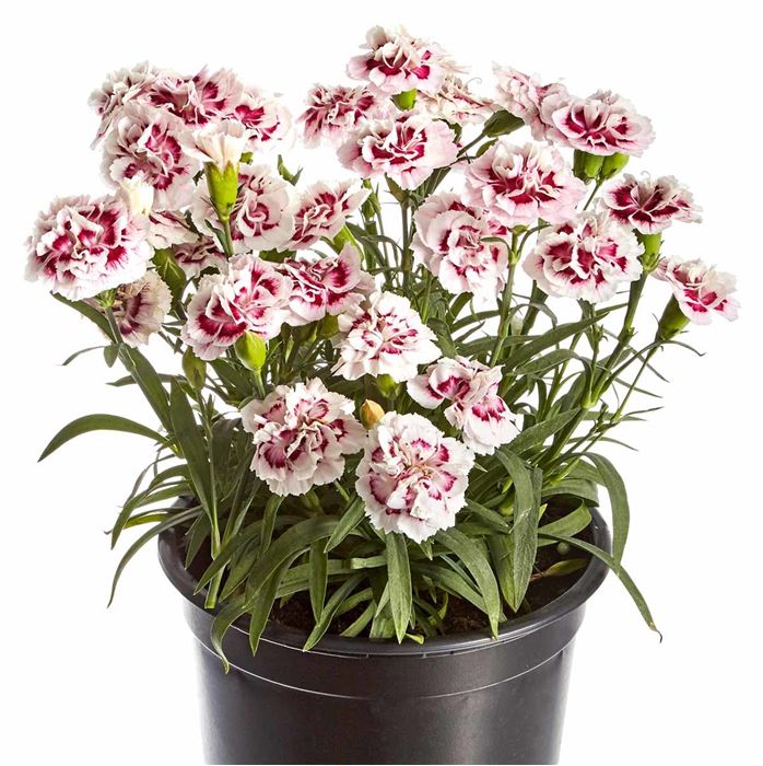 Rokoko-Nelke 'Sweet Pleasure® Purple Picotee'