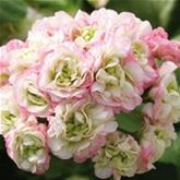 Geranie 'Grandeur® Deco Appleblossom'