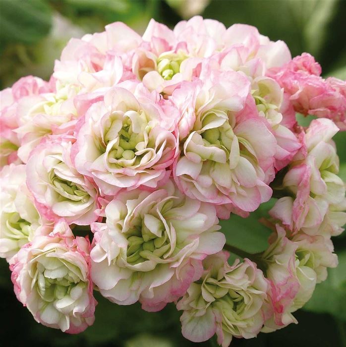 Geranie 'Grandeur® Deco Appleblossom'