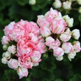 Geranie 'Grandeur® Deco Appleblossom'