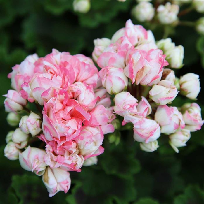 Geranie 'Grandeur® Deco Appleblossom'