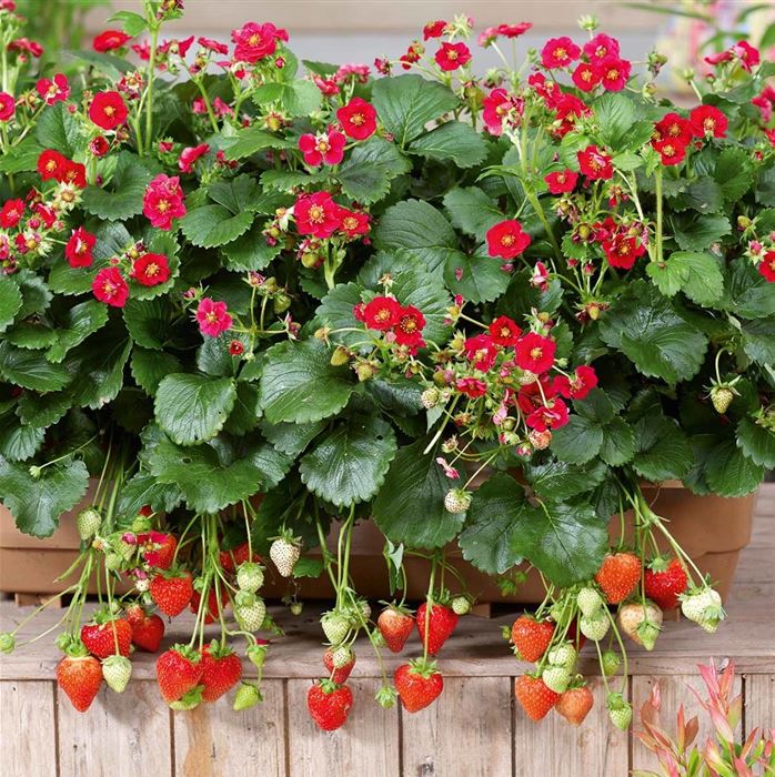 Rosen-Erdbeere 'Summer Breeze Rose' F1