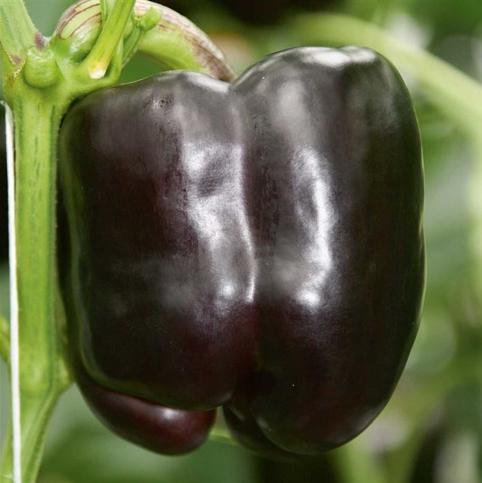 Block-Paprika 'Beluga® Purple' F1